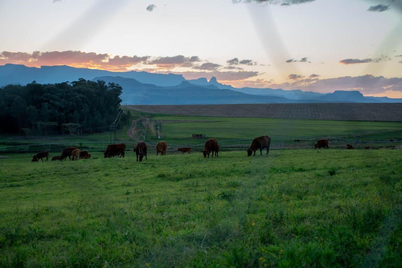 Kezlyn Farm Cottages Bergville Bagian luar foto